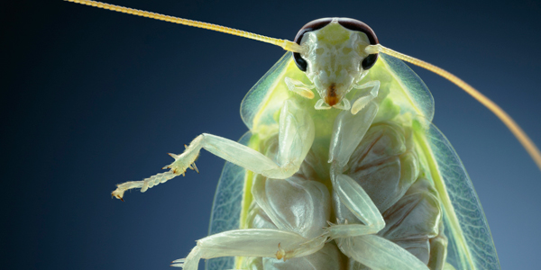 0076 Bannana cockroach copy More Than Human Book and Exhibition by Renowned Photographer Tim Flach