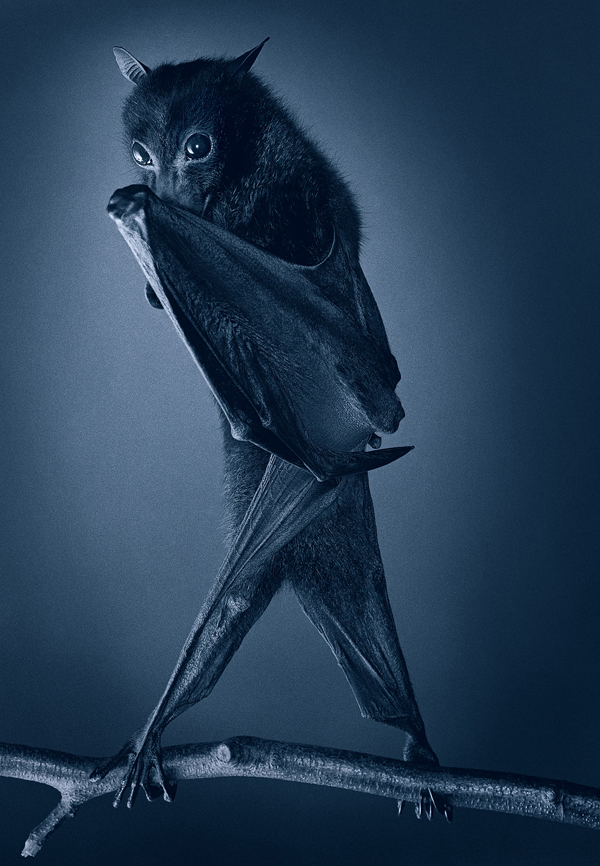 0080 Opera Bat copy More Than Human Book and Exhibition by Renowned Photographer Tim Flach