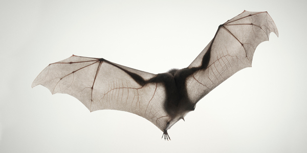 0084 Monkey Bat copy More Than Human Book and Exhibition by Renowned Photographer Tim Flach