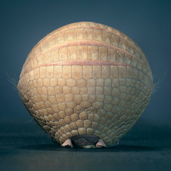 0086 Armadillo ii copy More Than Human Book and Exhibition by Renowned Photographer Tim Flach