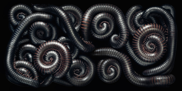 0088 Millipede DPS copy More Than Human Book and Exhibition by Renowned Photographer Tim Flach
