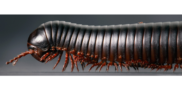 0089 Millipede Train new F copy More Than Human Book and Exhibition by Renowned Photographer Tim Flach