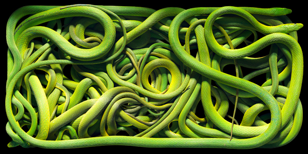 0091 Green Snakes copy More Than Human Book and Exhibition by Renowned Photographer Tim Flach