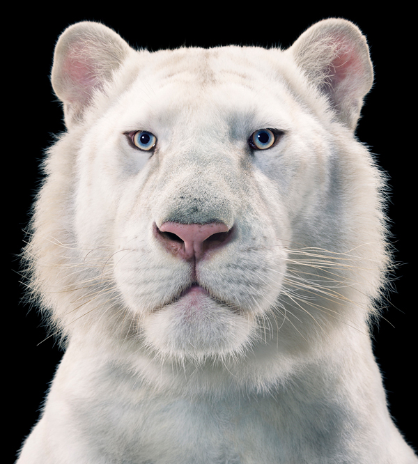 0098 White Tiger copy More Than Human Book and Exhibition by Renowned Photographer Tim Flach