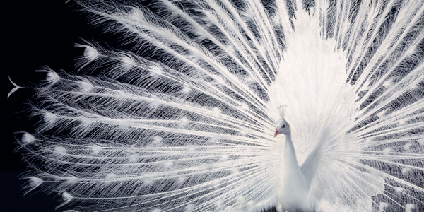 0106 Peacock copy More Than Human Book and Exhibition by Renowned Photographer Tim Flach