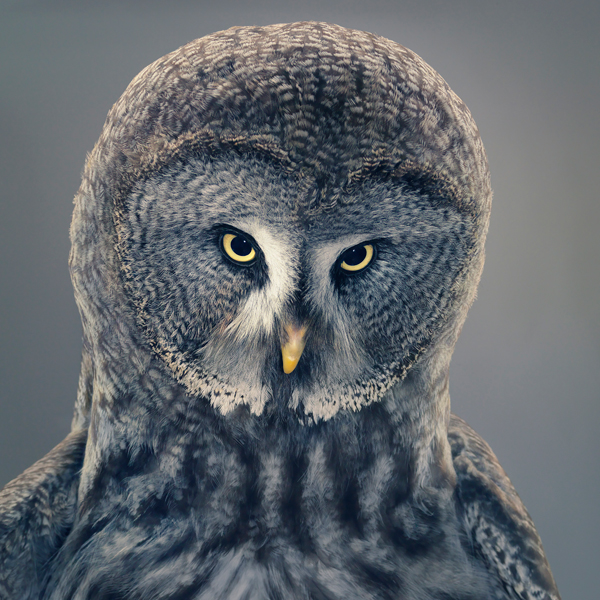 0107 Grace copy More Than Human Book and Exhibition by Renowned Photographer Tim Flach