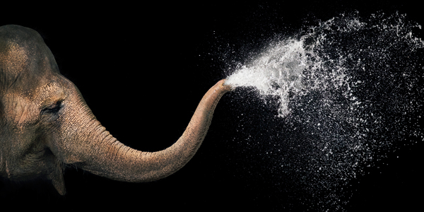 0111 Water copy More Than Human Book and Exhibition by Renowned Photographer Tim Flach