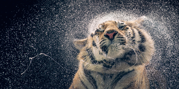 0113 Tiger shaking copy More Than Human Book and Exhibition by Renowned Photographer Tim Flach