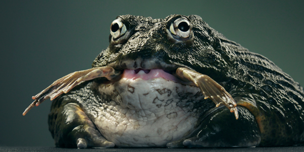 0124 African bull frog copy More Than Human Book and Exhibition by Renowned Photographer Tim Flach