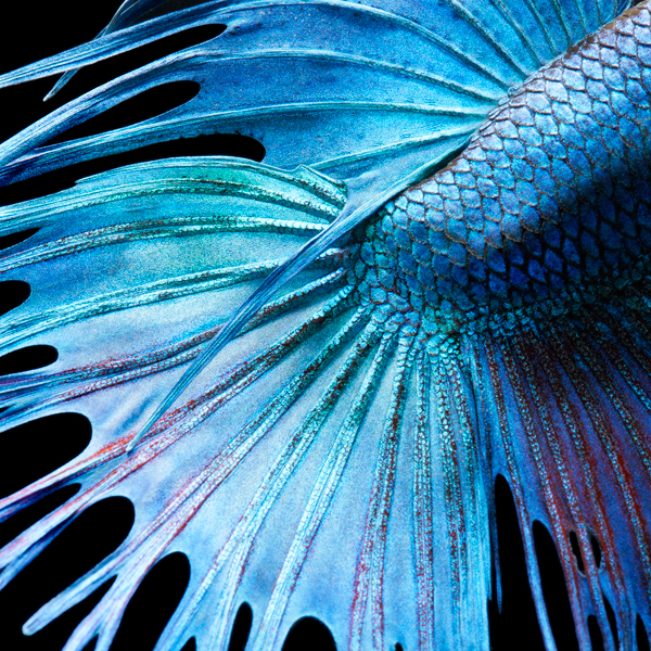 0139 Fighting Fish Abstrac copy More Than Human Book and Exhibition by Renowned Photographer Tim Flach